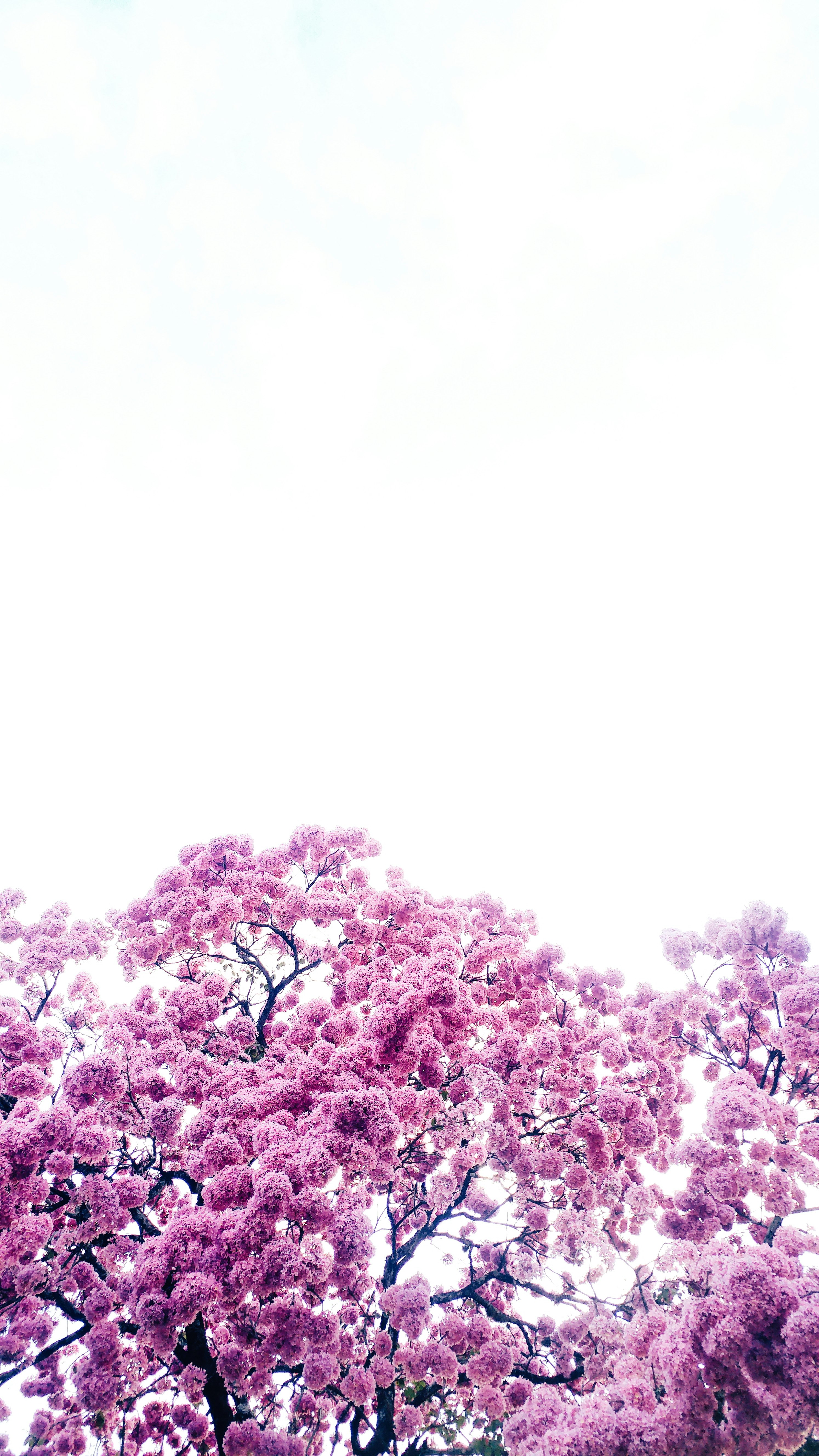 pink leafed trees